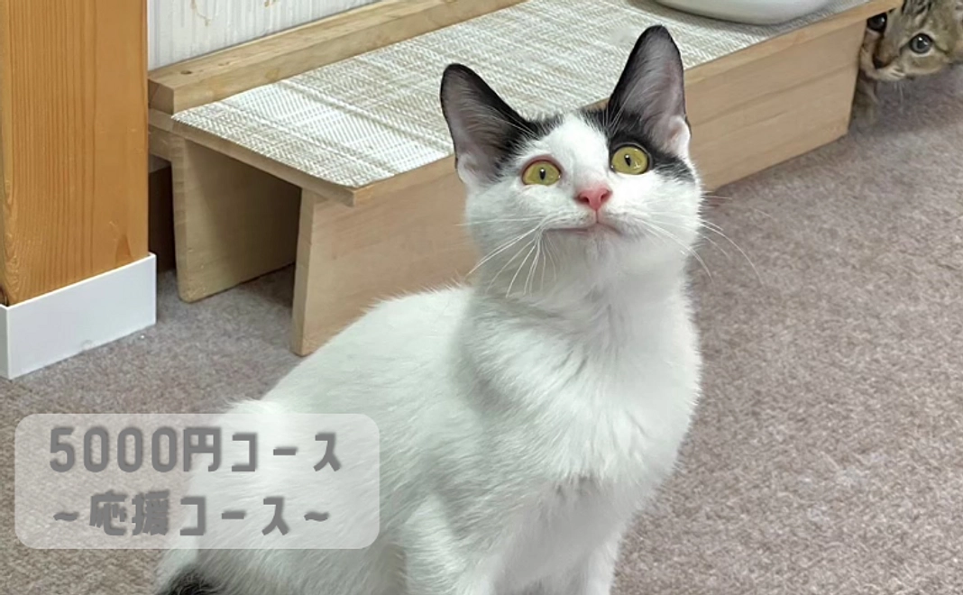 5千円｜応援コース