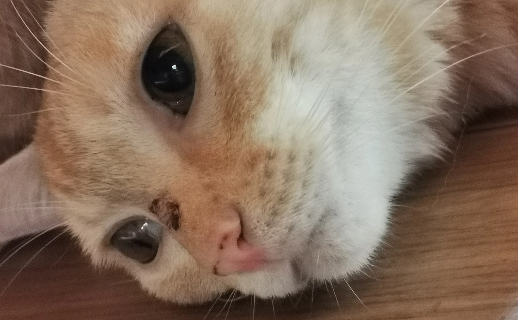 感謝のメッセージ