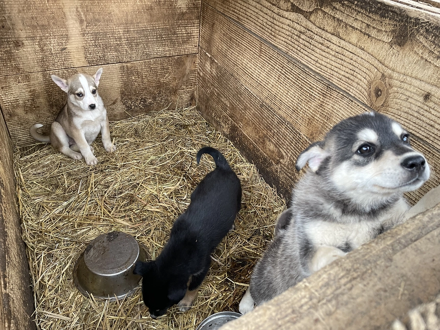 再びのお知らせというかお願いです。