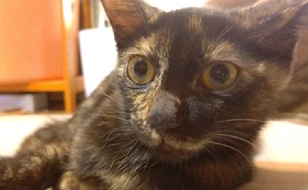 感謝のメール(リターン不要)