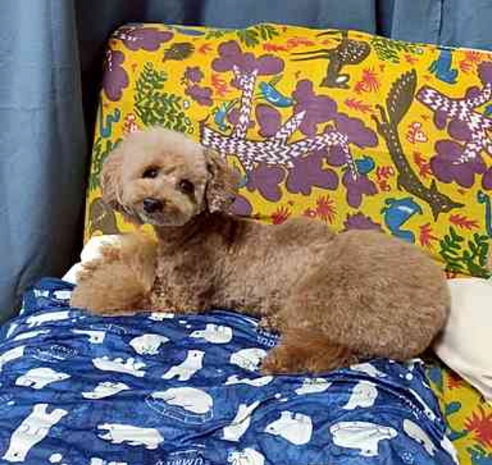 【応援メッセージいただきました】doggroomer綾子様より