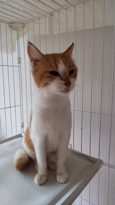 100頭100色 つぼみのボミちゃん