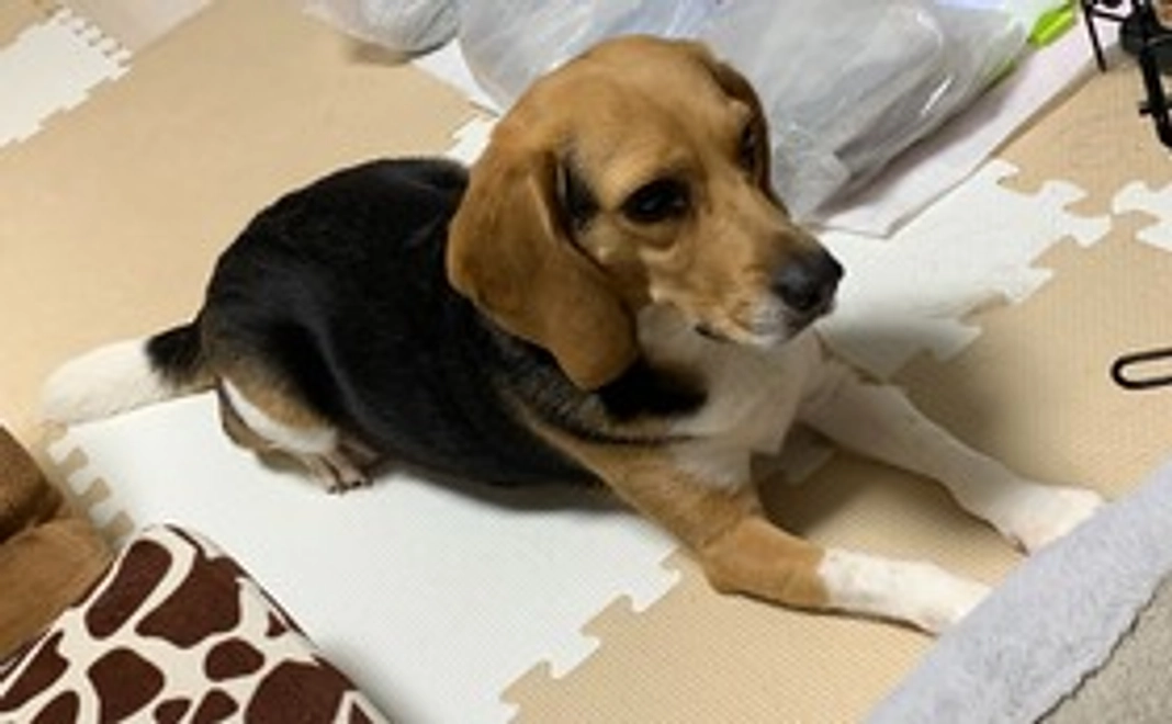 感謝のメール、愛犬の治療報告希望の方に写真を添えて報告させて頂きます。