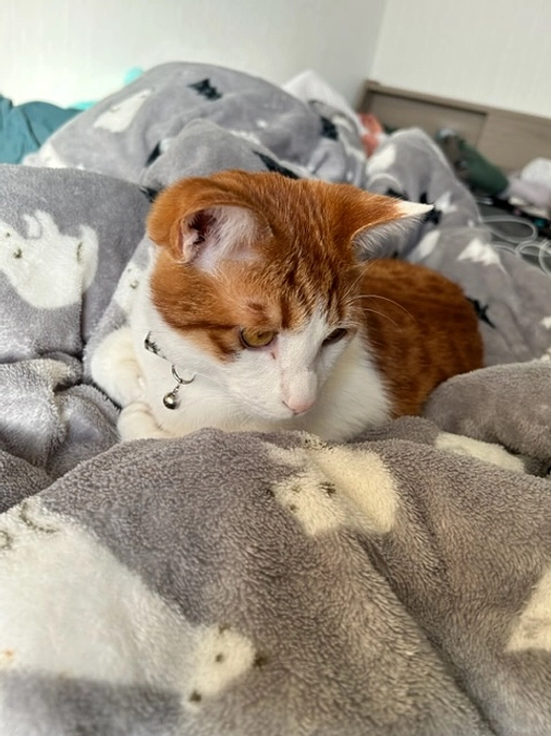 クラファン最終日🔥投薬76日目