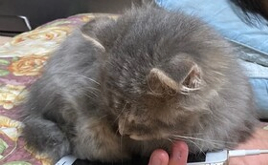 らいちゃん支援コース(￥1000)