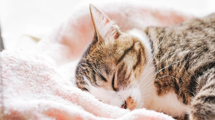 動物に優しい環境を。愛媛県初の完全セパレート型動物病院を開院