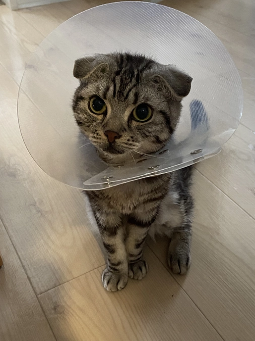 もんたのクラファン残り2️⃣時間❗️❗️