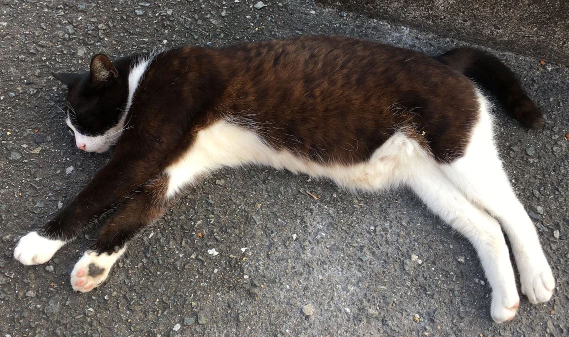 避難所の猫たちから　2023/05/21～06/30　のご報告。