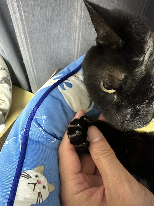 爪切りをしました🐈‍⬛