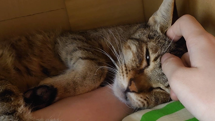 FIP猫伝染性腹膜炎の治療のご支援ご協力のお願い