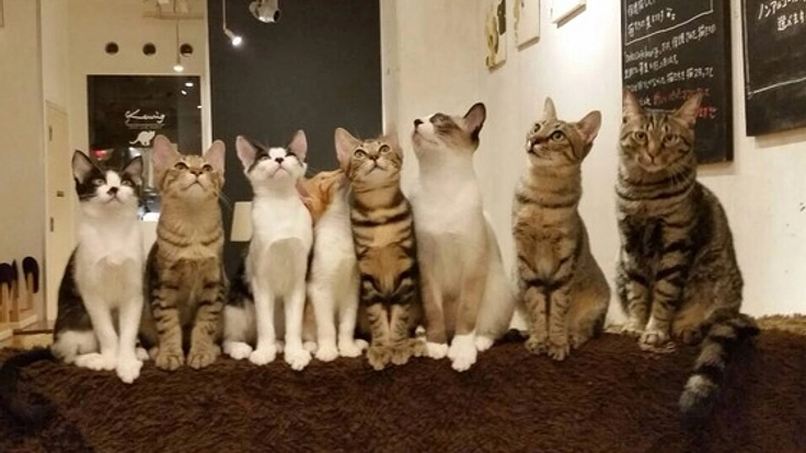 猫トイレの販売を通して、福岡で9年目の保護猫カフェを続けたい!