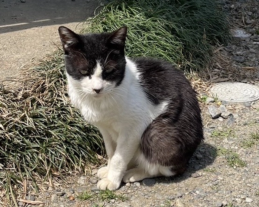 緊張やストレス、お外時代の栄養バランスの崩れから毛色が変わった「もぐ」。今では甘えん坊に大変身！