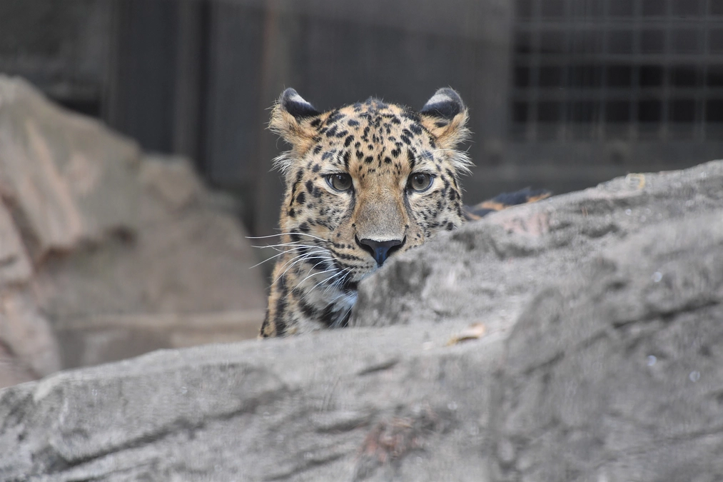 おすすめリターン紹介⑥　体験｜亜寒帯の森で開園前の動物観察会