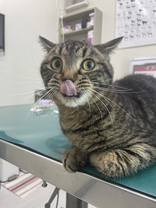 ありがとうございます