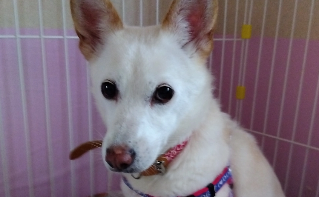 ご飯やオヤツを買っていただけませんか？