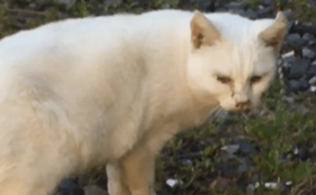 【一代限りの命をあたかかく見守ります】