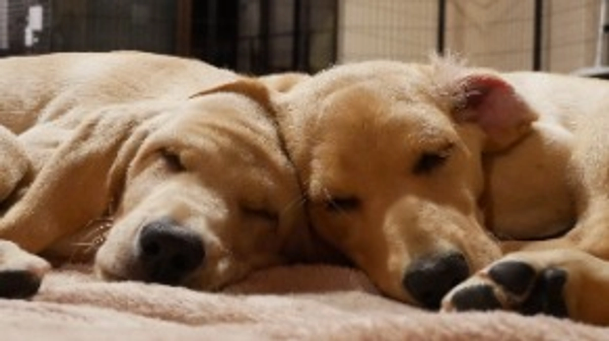 はじめまして！トミーとミコです♪