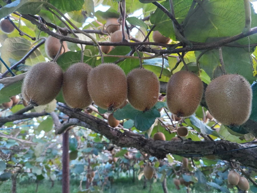 キウイを食べて活動を応援してください！