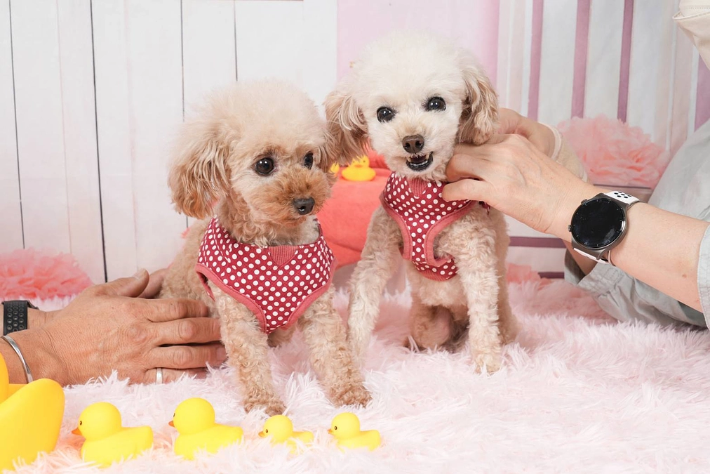 元気な頃のリンス