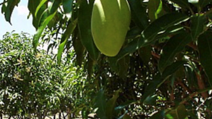 絶品フィリピンマンゴーを日本へ！現地の雇用を増やしたい！