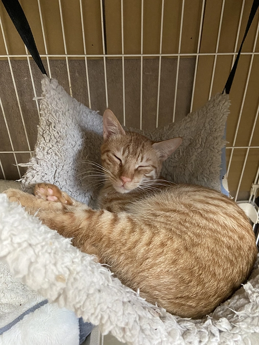 シナモン　FIP投薬38／84日