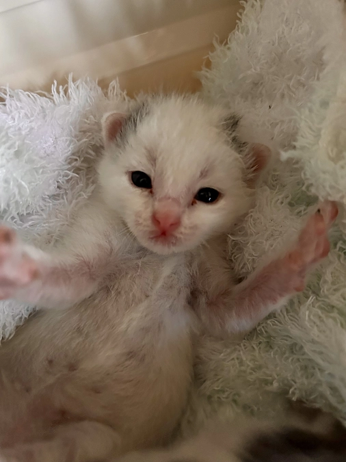 解体現場からの緊急保護