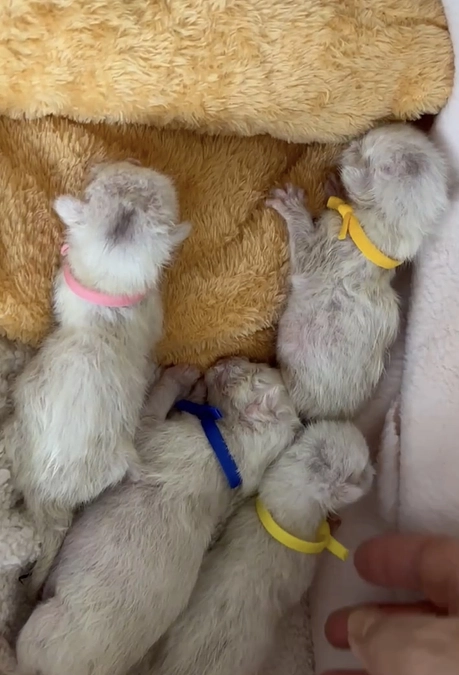 小さな命をつなぐために（前編）