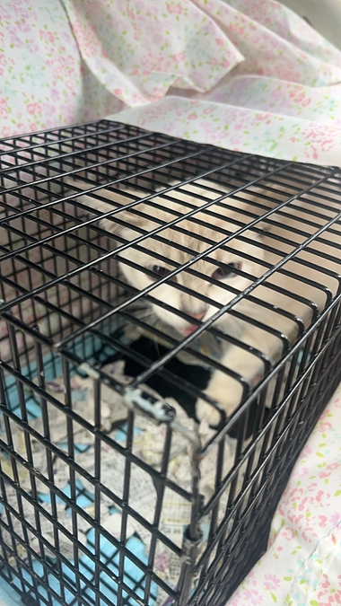 TNR活動の原点のお話と捕獲メンバー募集中❣️