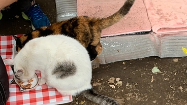 過酷な環境で一生懸命に生きている地域猫さん達に毎日、ご飯を届けたい のトップ画像