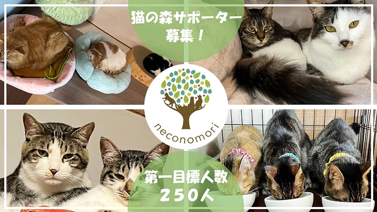 4/29（火・祝）より、猫の森マンスリーサポーター募集を開始します！