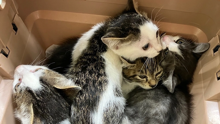 約150頭の犬と猫に、新しい家族を！第３弾！！