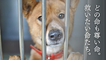 聞こえる犬猫達のSOS。一刻を争う保護ハウス開設にご支援を のトップ画像