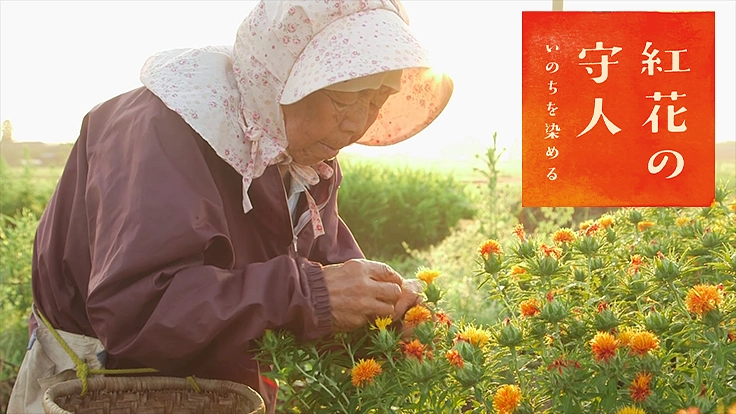 映画『紅花の守人〜いのちを染める』劇場公開を応援する守人を募集！
