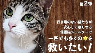 【命をつなぐ】子猫〜シニア猫、負傷猫安住の地『ねこのて』にご支援を