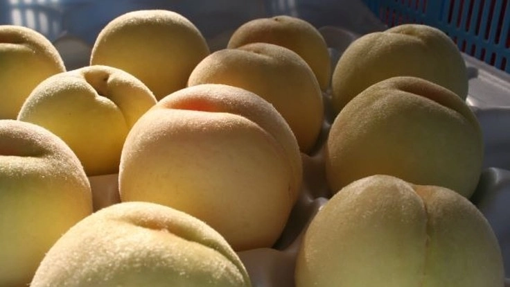 岡山特産の白桃無添加手作りジャムを皆さんに届けたい。