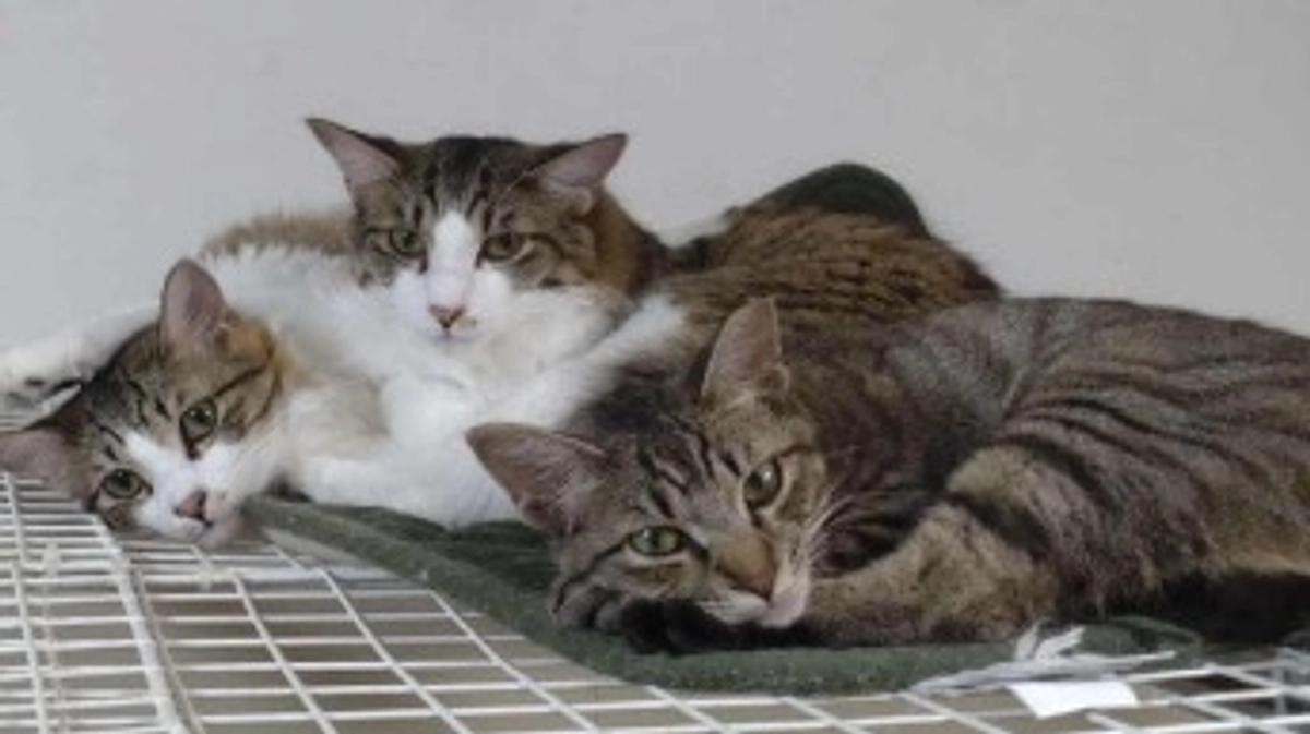 残り1日となりました。最後までよろしくお願いします。