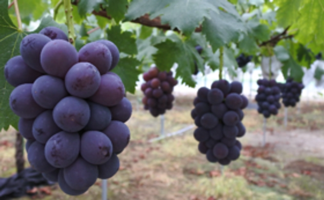 福原農園のニューピオーネ2房をお送りします！