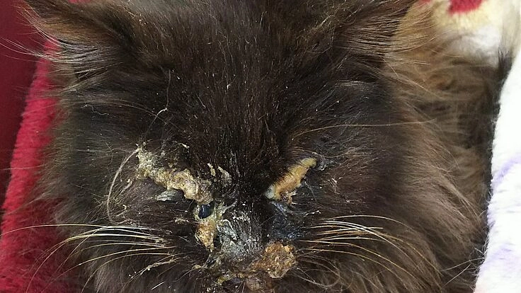 『リンパ腫』保護した猫の抗がん剤治療のご支援をお願いします。