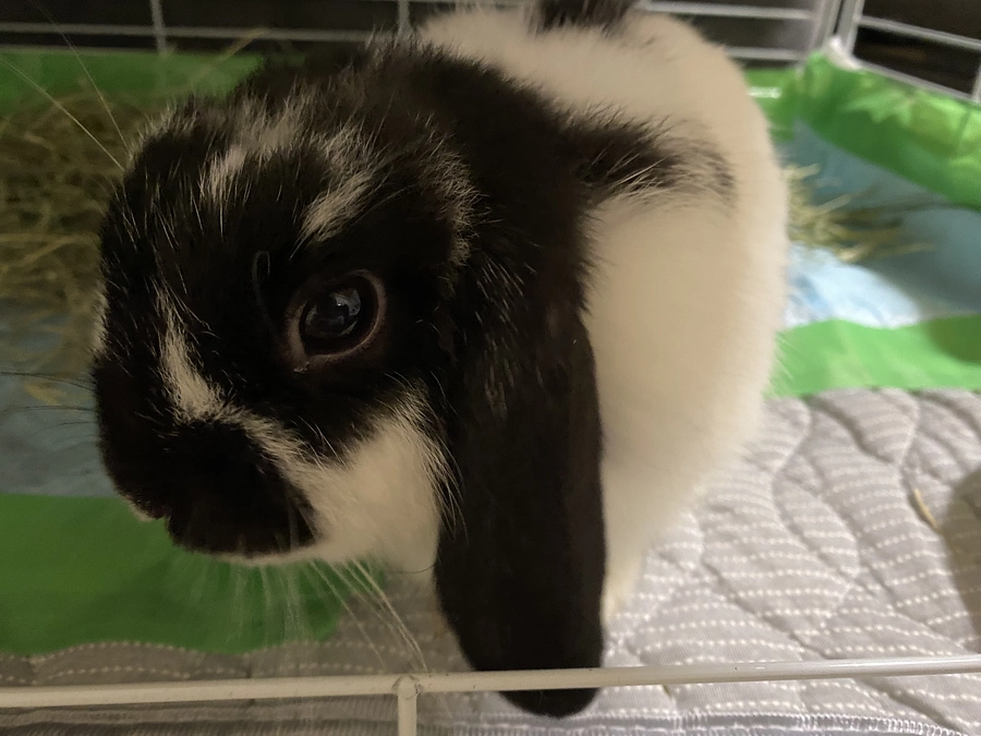 両後ろ足の現状