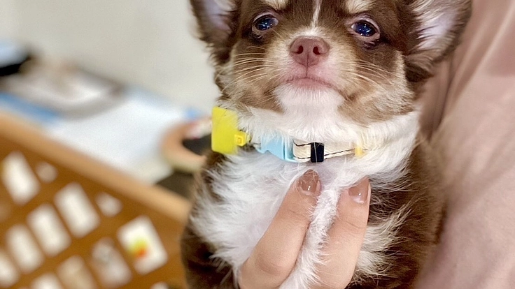 夜に聞こえる犬猫のSOSに応えたい。明日へ命を繋ぐ夜間診療所開設へ 6枚目