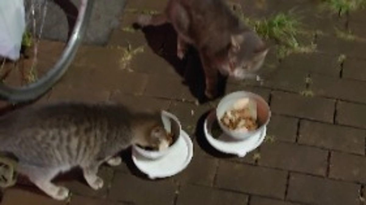 5月17日 支援金での捕獲依頼