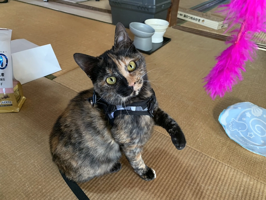 サビ猫ちゃん（ハンちゃん）の譲渡契約をしました！