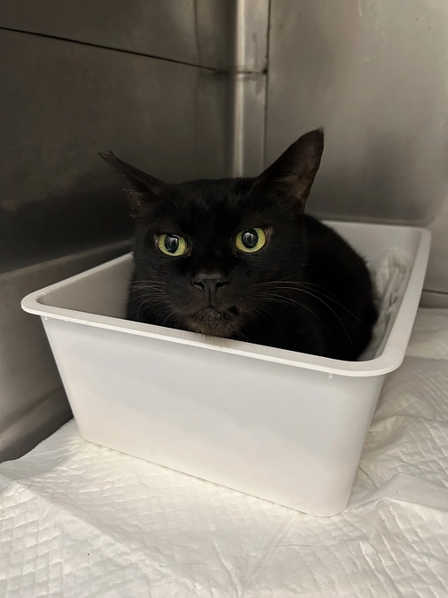 おはぎ闘病日記　2