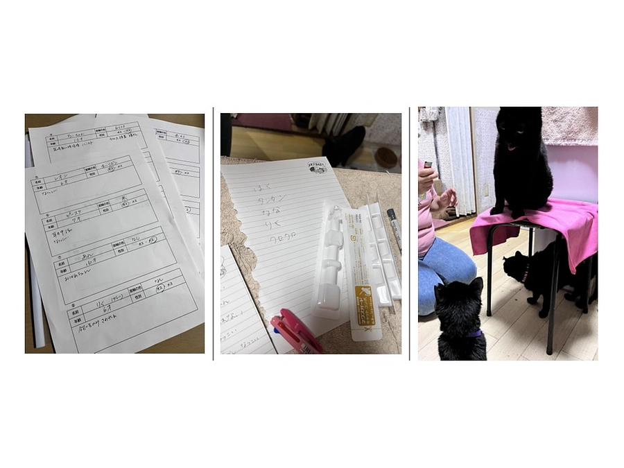 黒猫に首輪をつける日