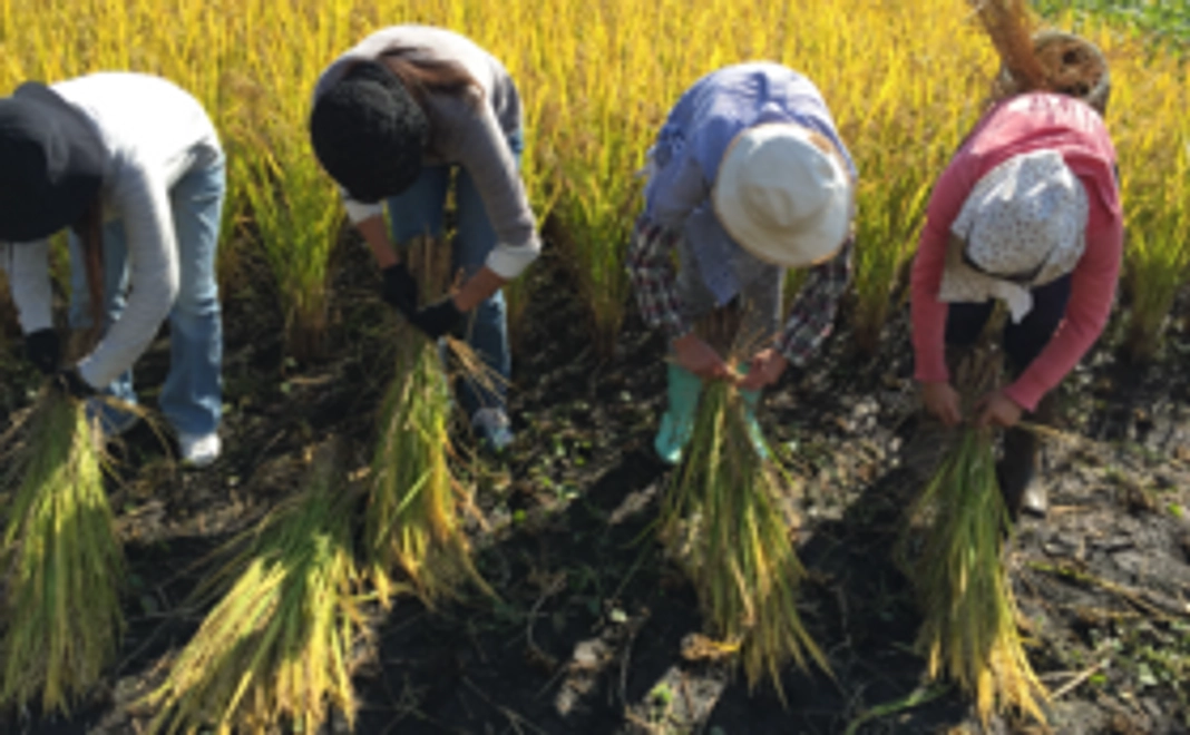 農業体験へのご参加券（2回分）