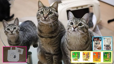 保護猫達のQOLを維持するために。保護猫カフェをご支援下さい のトップ画像