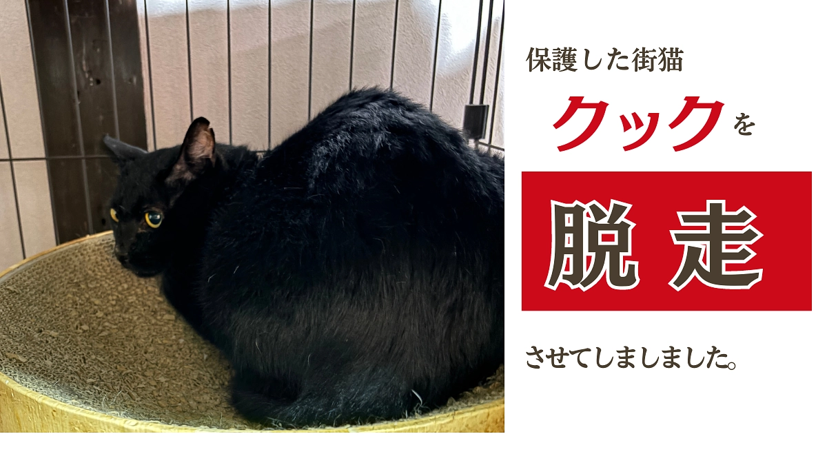 クックを脱走させてしまいました。【クック、ごめんね：私のせいで運命を狂わせてしまって(涙)】