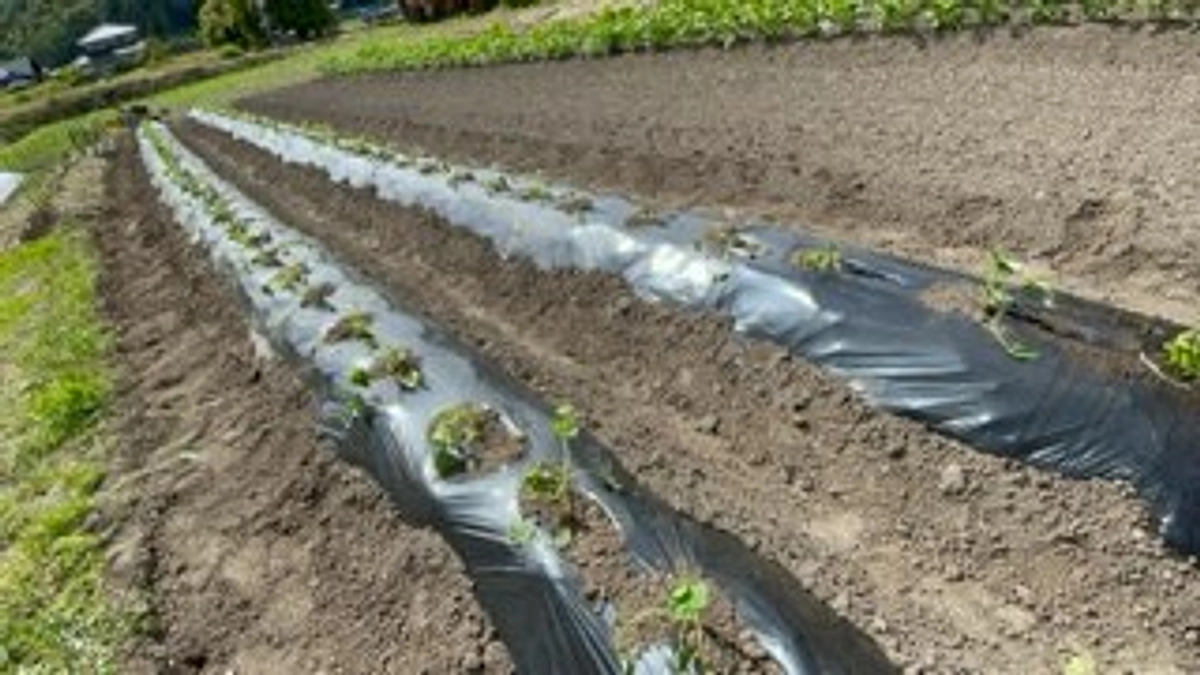 LuAna♬こはるる♪ファームのご紹介①