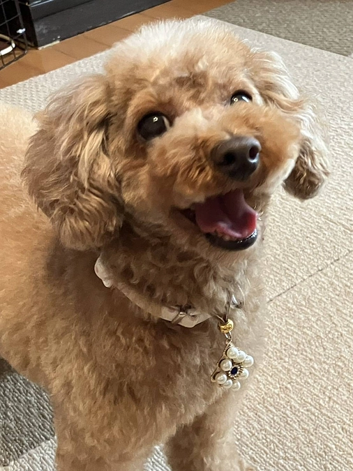 あと11時間！本日23時まで。ボランティアの胸のうち　新しい家庭に犬を送り出す預かりボランティア