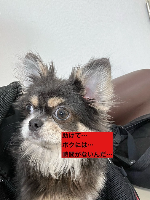 プロジェクト終了まで残り54時間　カウントダウンに入っております・・・　　活動報告23回目